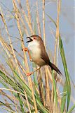 Yellow-eyed Babbler